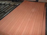 ɳ���������